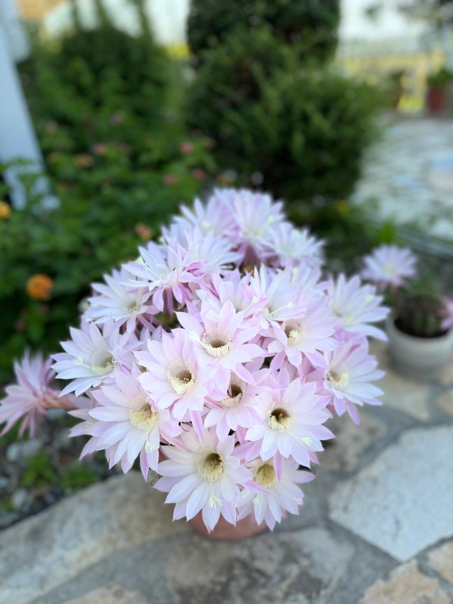 Vila Horizont Baks-Rrjoll Dış mekan fotoğraf